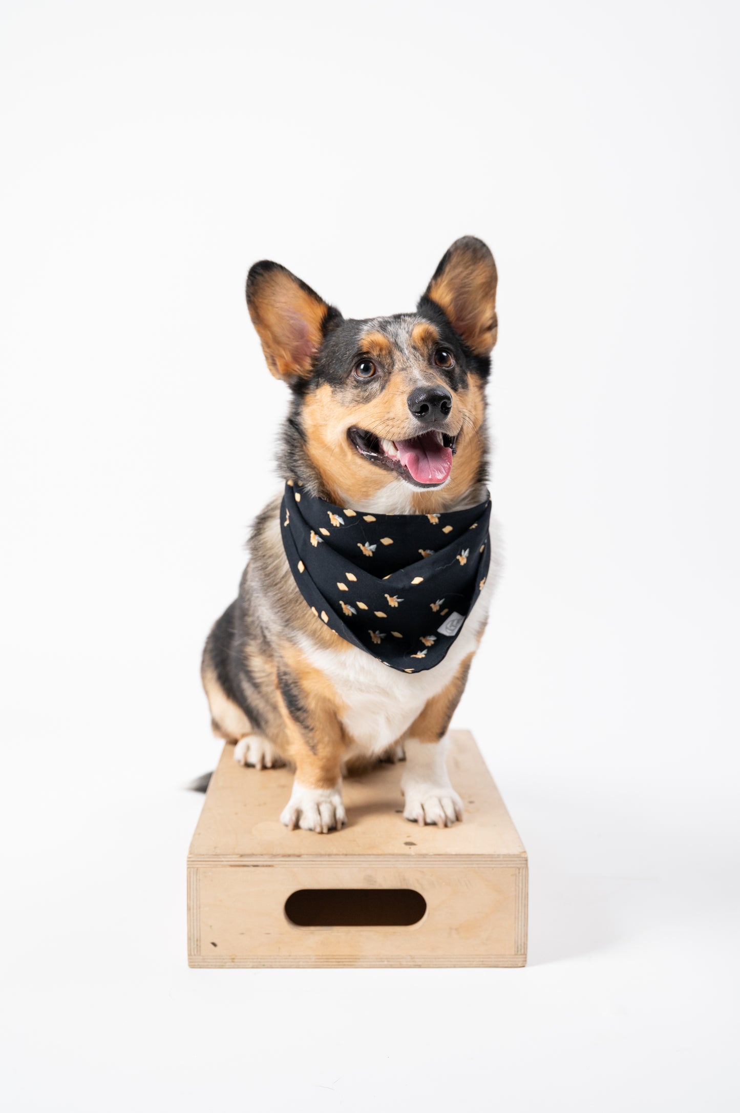 Screensaver Pet Bandana