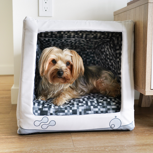 Model: Coco, Breed: Yorkshire Terrier