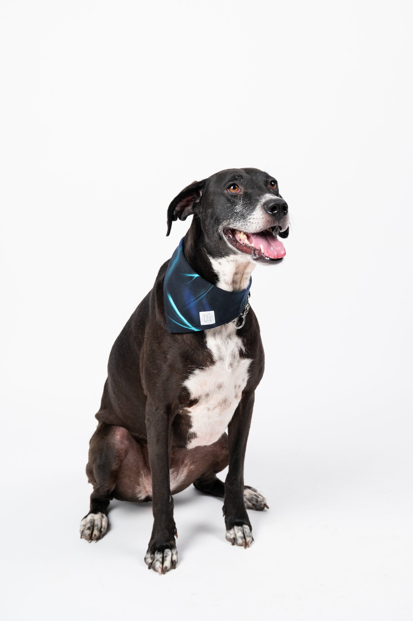 Screensaver Pet Bandana